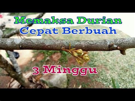 Memaksa Pohon Durian Cepat Berbuah Minggu Keluar Bunga Youtube