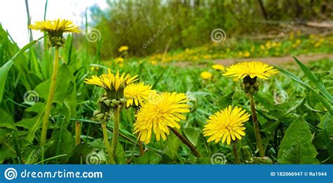 Yellow Dandelion Flowers With Leaves In Green Grass Spring Photo Stock