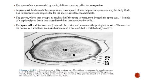 bacterial endospore pptx