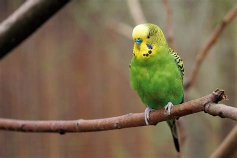 100 000 Free Budgie Bird Budgie Images Pixabay