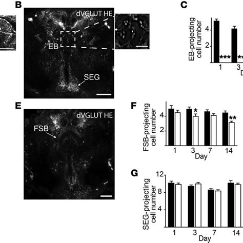 Cell Loss Following Heterologous Expression Of Vglut2 In Adult Snc Da