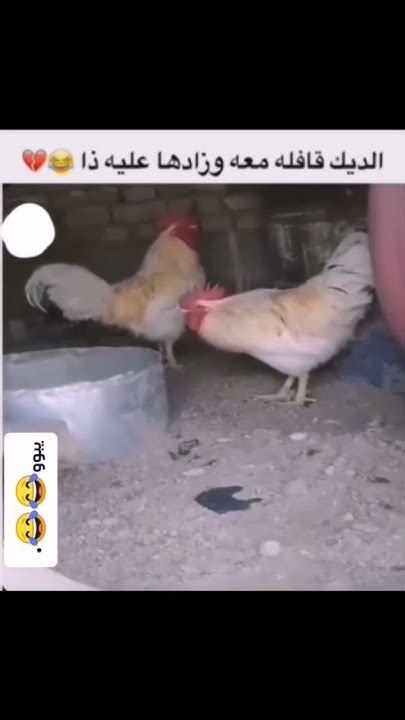 الديج ميقبل الاهانة😂😂 Youtube