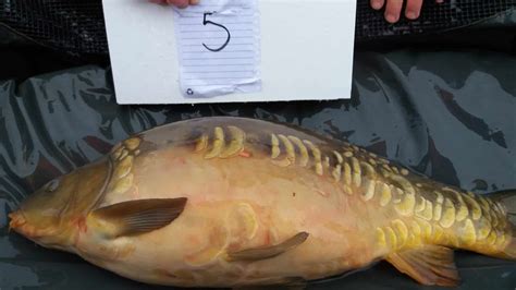 Full Fish Gallery River Farm Carp Fishery