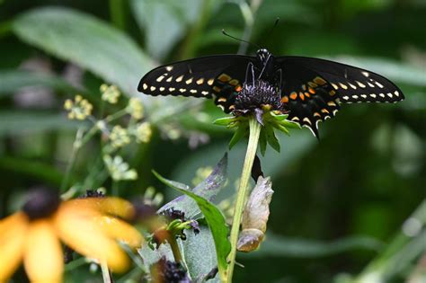 Beautiful Black Swallowtail Born The Smith Boeth Monarch Waystation