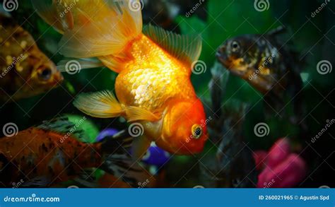 Colorful Freshwater Ornamental Fish in the Aquarium Stock Image - Image ...