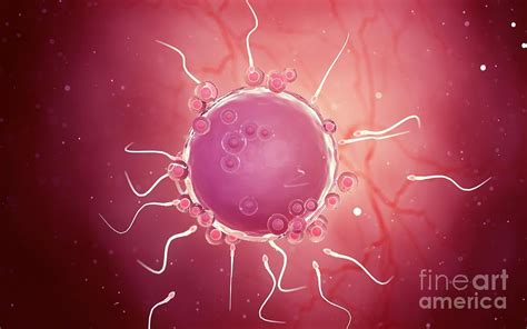 human egg cell  photograph  sebastian kaulitzkiscience photo