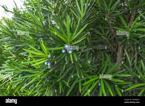 Podocarpus Macrophyllus Plum Plant Or Kusamaki Close Up Dark Green