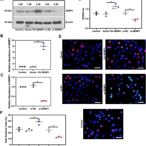 Effect Of SEMP1 On HTR 8 SVneo Cell Viability HTR 8 SVneo Cells Were