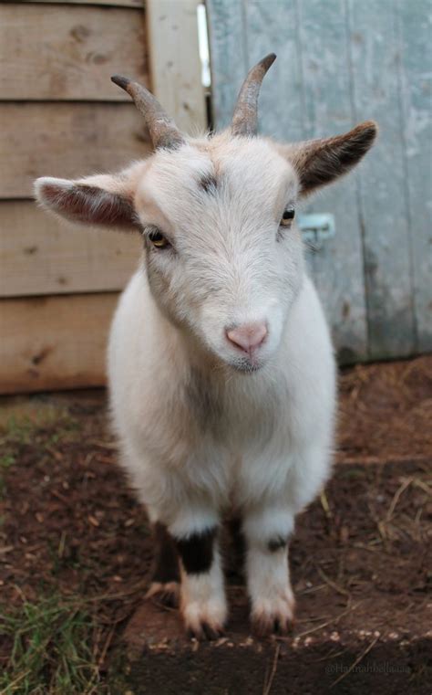 Pygmy Goat The Cutest Animal On Earth Hannahbella Photography