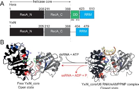 Figure 1 From Dead Box Rna Helicase Domains Exhibit A Continuum Between