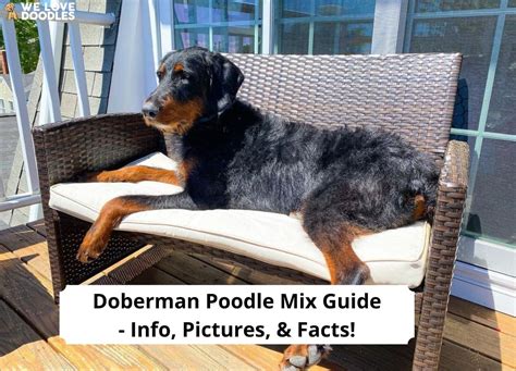 A Complete Guide To The Doberman Poodle Mix 2023 We Love Doodles