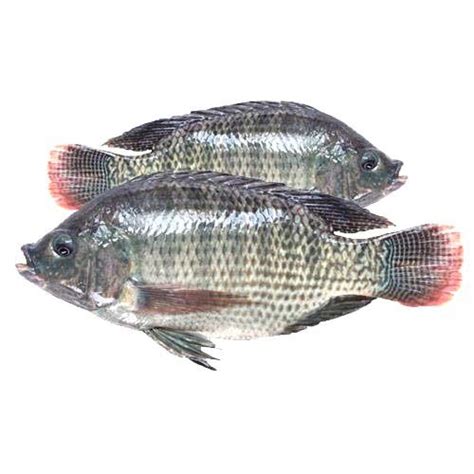 Dried Tilapia Fish For Restaurant Packaging Type Packet At Rs 150 Kg