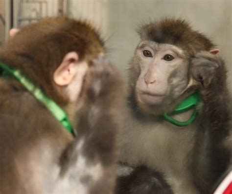 Monkeys Learn To Recognize Themselves In Mirrors New Research The