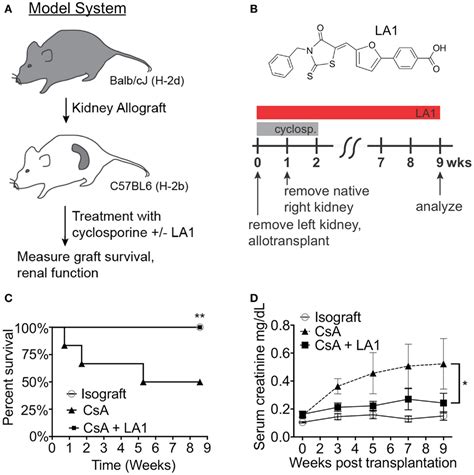 Frontiers A Small Molecule Integrin Agonist Improves Chronic