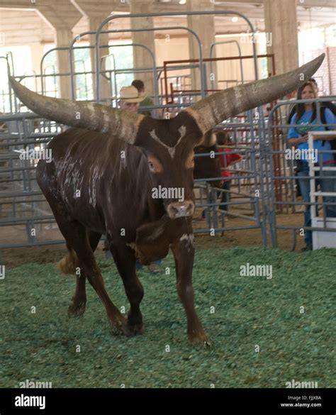 Hutchinson Kansas Usa 19th September 2015 The Watusi Beef Cattle