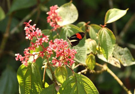 Heliconius Erato Phyllis From Av Luiz Gobbo Santa Clara