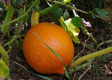 Speisek Rbis Pumpkin Cucurbita Pepo Auf Pflanzenliebe De Bei Den