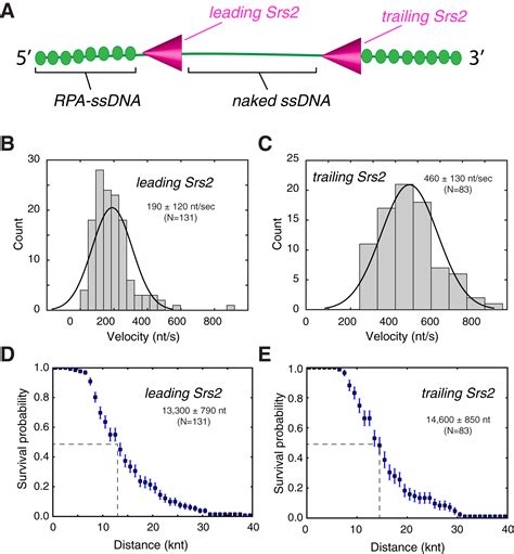 Yeast Srs2 Helicase Promotes Redistribution Of Single Stranded DNA