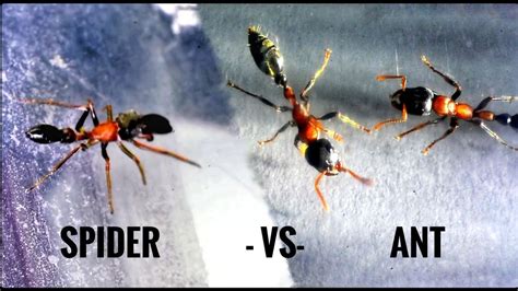 Ant Mimic Spider Vs Ant Youtube