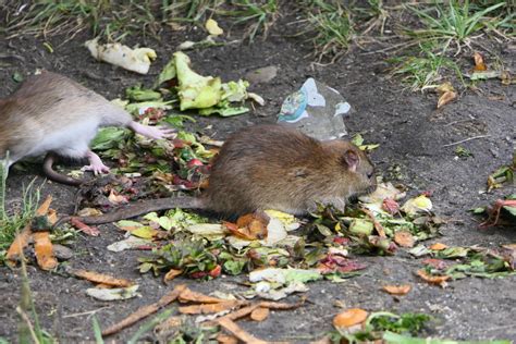 Dokarmiamy nutrie to mamy szczury Mini zoo nad Nacyną FOTO Radio 90