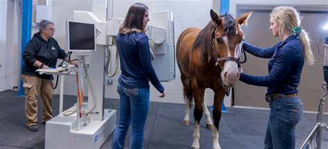 Mid South Equine Sports Medicine And Surgery