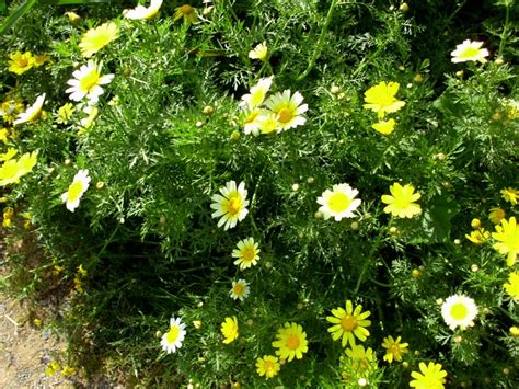 Bloemen En Planten Vakantieeilanden Kreta Kos Korfoe Rhodos