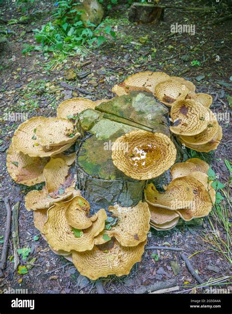 Very Large Up To Cm Cerioporus Squamosus Aka Polyporus Squamosus Is