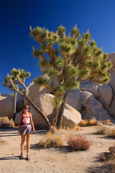 Hiking, Joshua Tree National Park | Photos by Ron Niebrugge