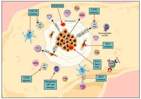 Overview Of The Key Components In Pdac Tme Their Interactions And