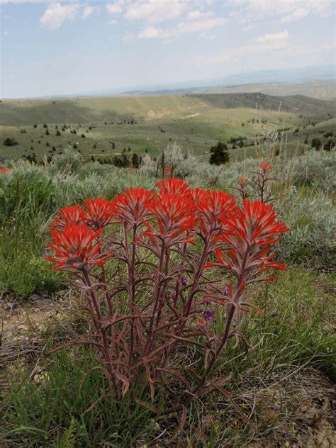 List Of Drought Tolerant Perennials For A Stellar Yard Artofit