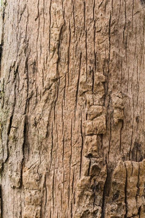 Viejo Fondo De La Textura Del árbol De Corteza Tronco De árbol De