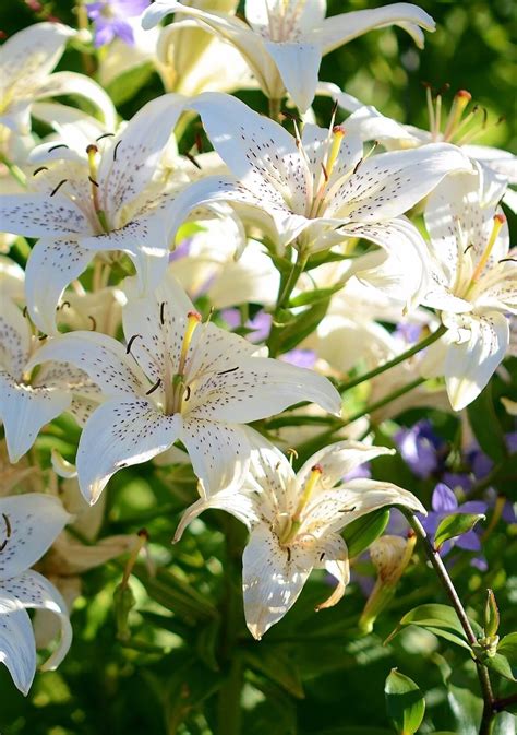 El Top 100 Imagen Tipos De Flores Blancas Y Sus Nombres Abzlocalmx