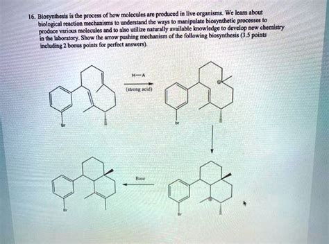 Solved 16 Biosynthesis Is Thc Process Of How Molccules Are Produced In Live Organisms We Leam