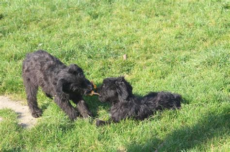 Chiot Elevage Des Bergers Du Desert Eleveur De Chiens Berger De Brie