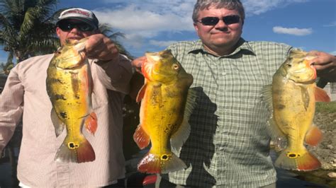 Miami Travelers Bass Fishing For Giant Peacock Bass In Florida