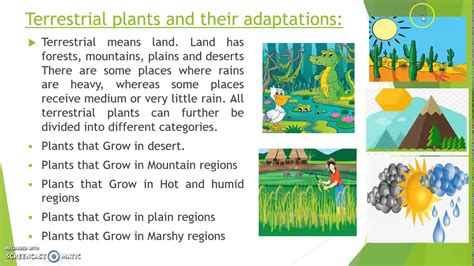 Class 4th Adaptation How Plants Survive Part1 YouTube