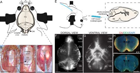 Cannula Implantation Into The Cisterna Magna Of Rodents Protocol