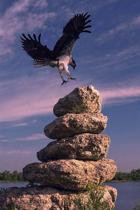 Osprey Landing Photograph by Edward Roman | Fine Art America