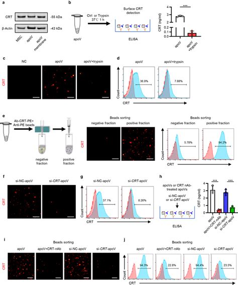 Surface Expression Of Calreticulin CRT On ApoVs A Western Blotting