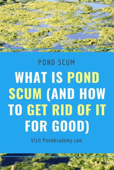 What Is Pond Scum Plus How To Get Rid Of Pond Scum For Good Artofit