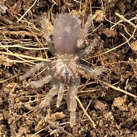 Tarantula Guatemalan Tiger Rump” 12 Davus Pentaloris