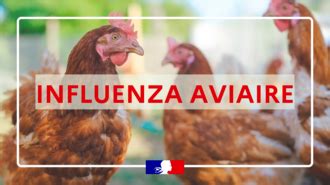 Influenza Aviaire Niveau De Risque Lev Ville De S Es