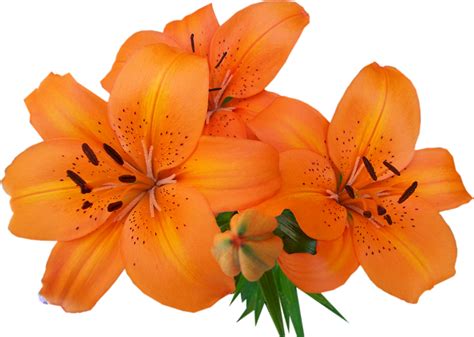 Lilium Png