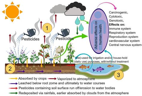 Harmful Effects Of Pesticides On Human Health