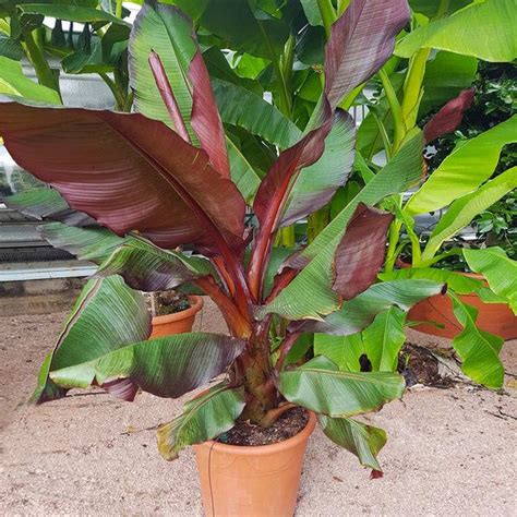 Red Abyssinian Banana Tree Banana Plants Banana Plant Care Fast