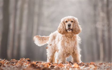 Todo sobre el Cocker Spaniel Cría cuidado y adiestramiento