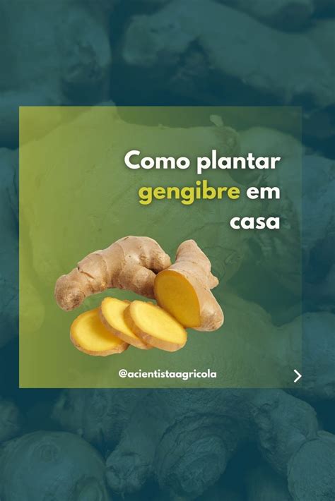 Tudo O Que Deve Saber Para Aprender A Plantar Gengibre Em Casa