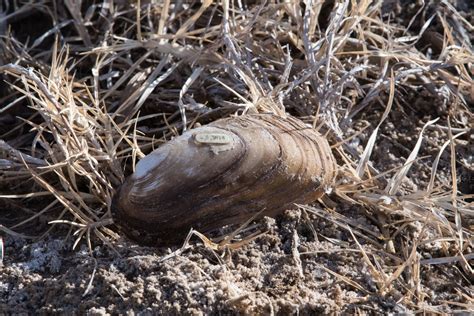 Texas Hornshell - Endangered Species Watch - ESAwatch.org