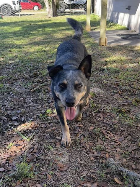 Dog for Adoption - Blue, a Australian Cattle Dog/Blue Heeler in South ...