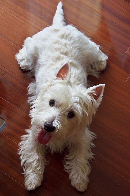 Best Westies Are The Besties Images On Pinterest